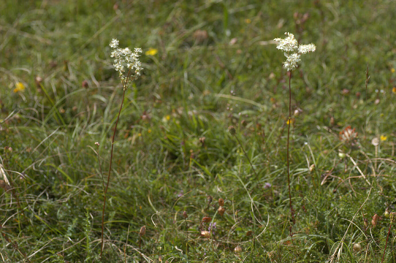 Plancia ëd Filipendula vulgaris Moench