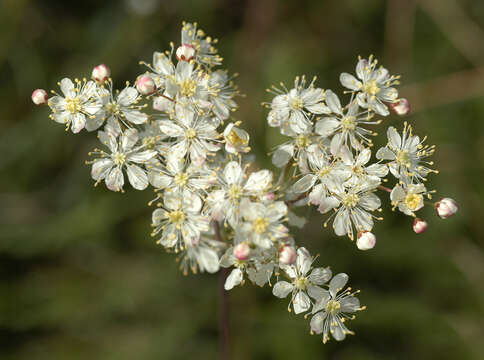 Plancia ëd Filipendula vulgaris Moench