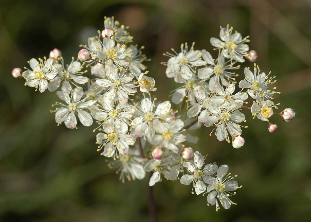 Plancia ëd Filipendula vulgaris Moench