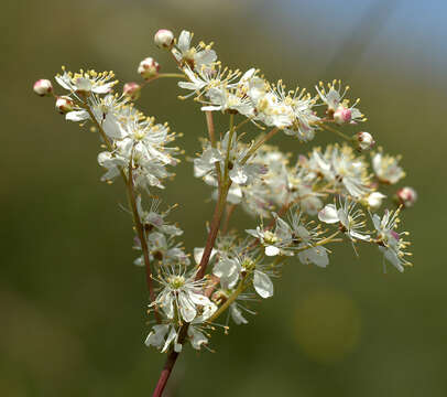 Image of dropwort