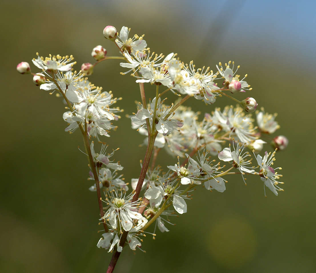 Plancia ëd Filipendula vulgaris Moench