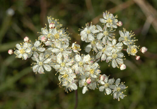 Plancia ëd Filipendula vulgaris Moench