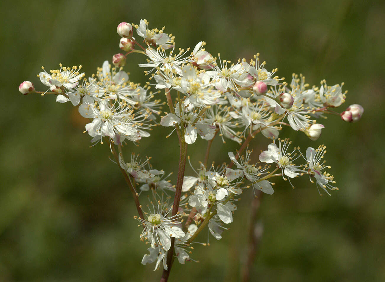 Plancia ëd Filipendula vulgaris Moench