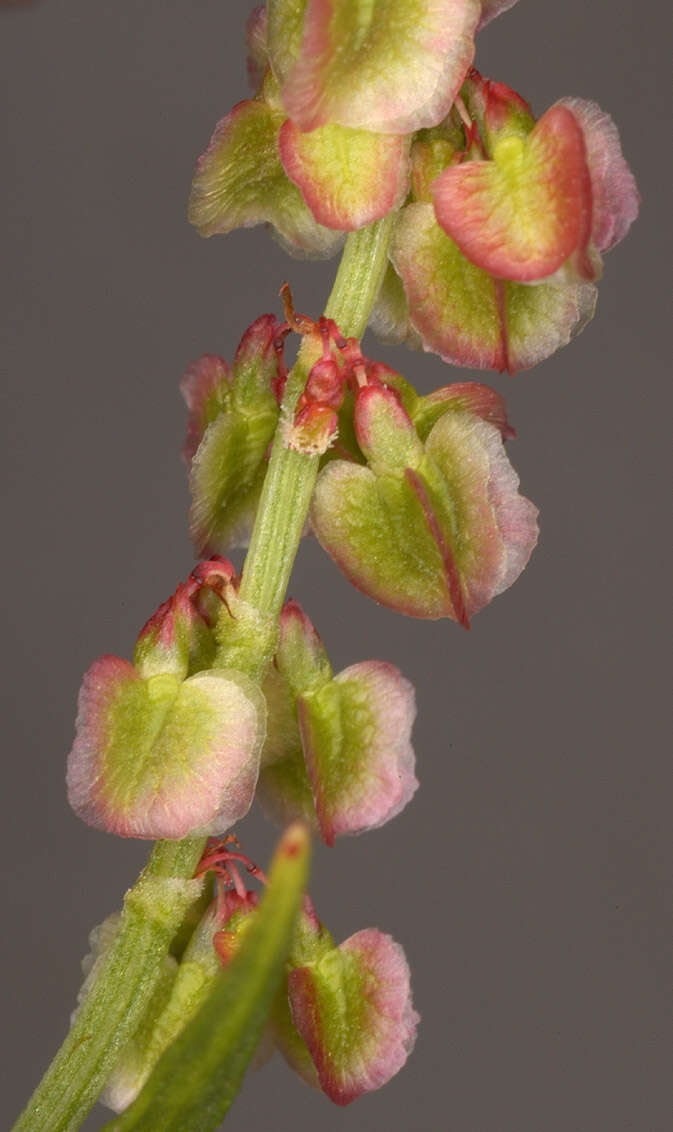 Image of Common Sorrel