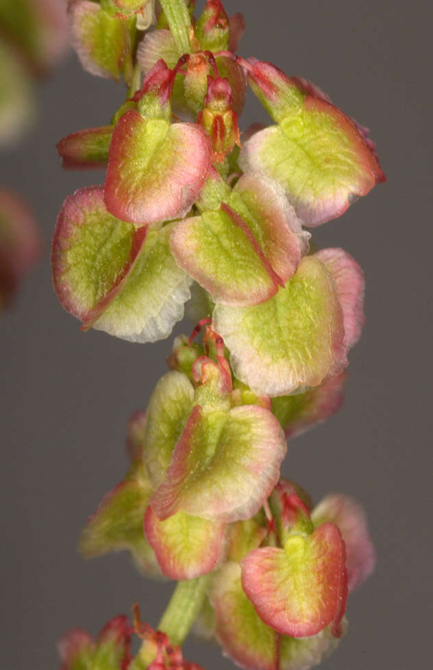 Image of Common Sorrel