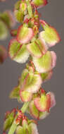 Image of Common Sorrel