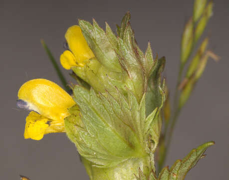 Image of Yellow rattle