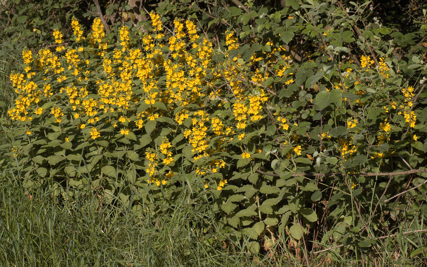Слика од Lysimachia punctata L.