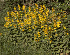 Слика од Lysimachia punctata L.
