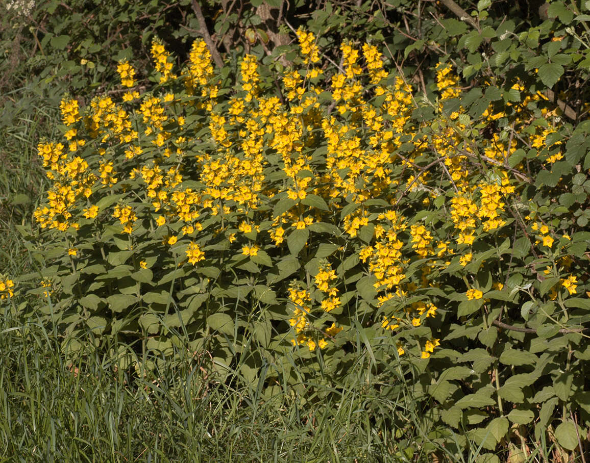 Слика од Lysimachia punctata L.