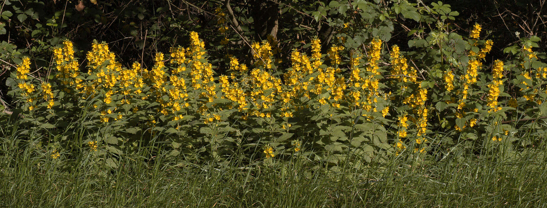 Слика од Lysimachia punctata L.