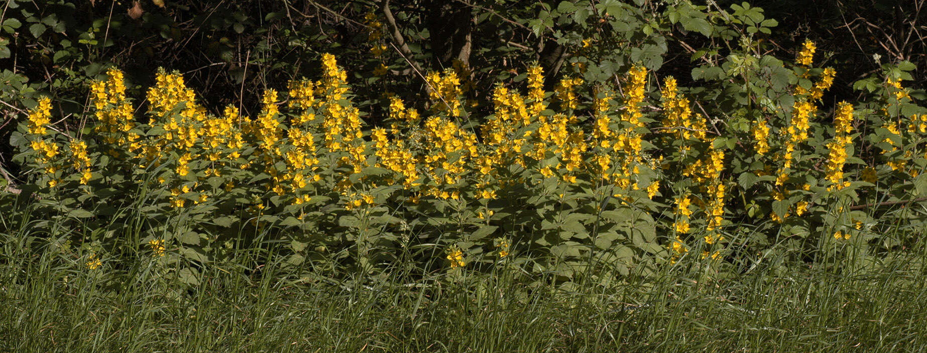 Image of Dotted Loosestrife