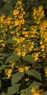 Image of Dotted Loosestrife