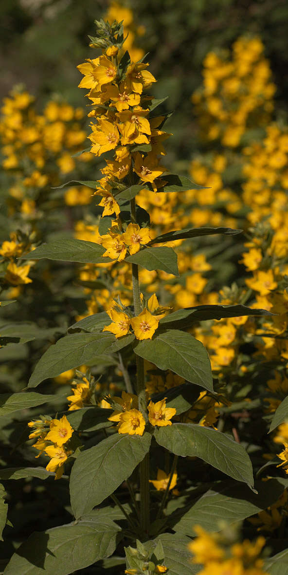 Слика од Lysimachia punctata L.