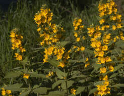 Image of Dotted Loosestrife