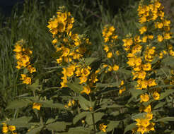 Слика од Lysimachia punctata L.