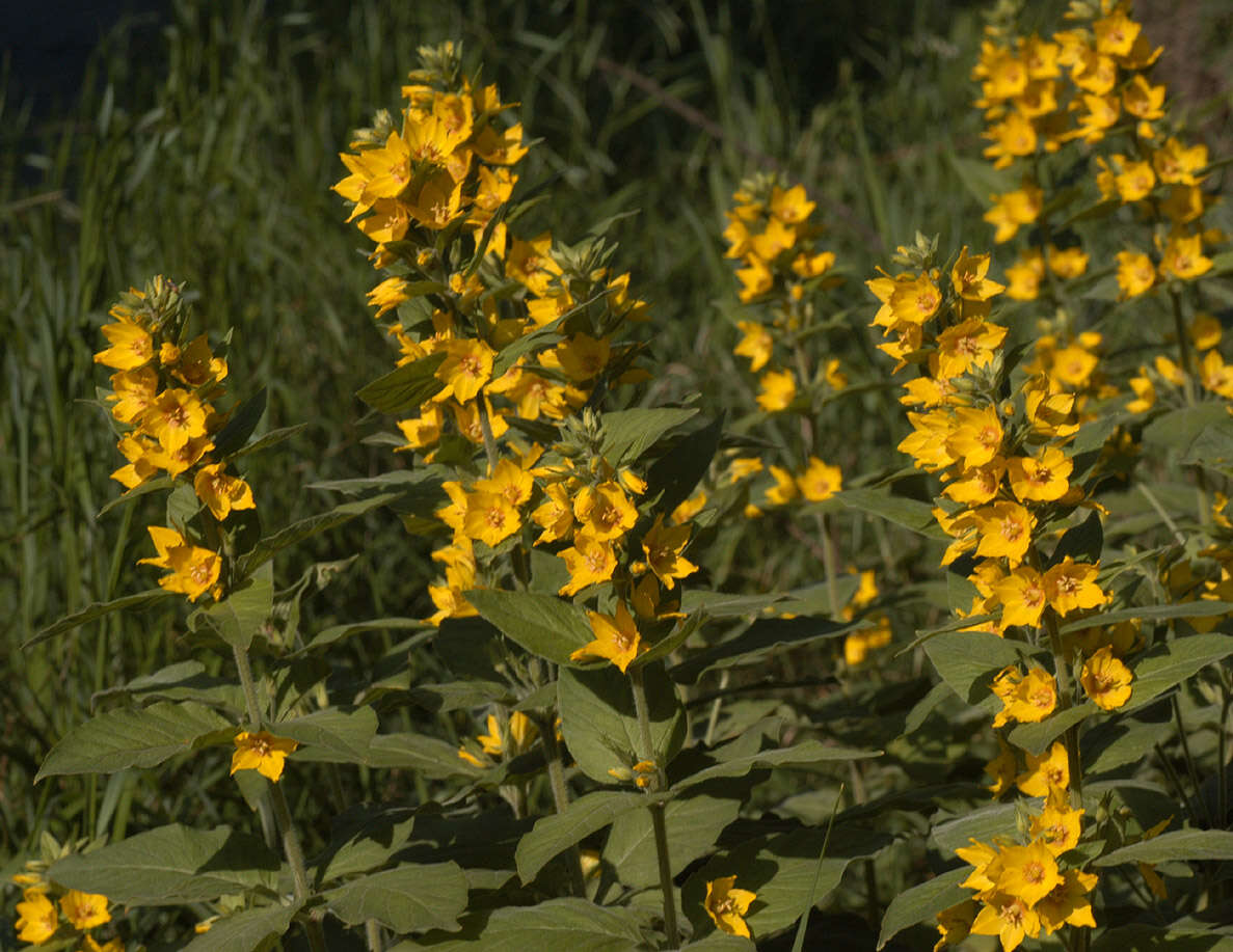 Слика од Lysimachia punctata L.