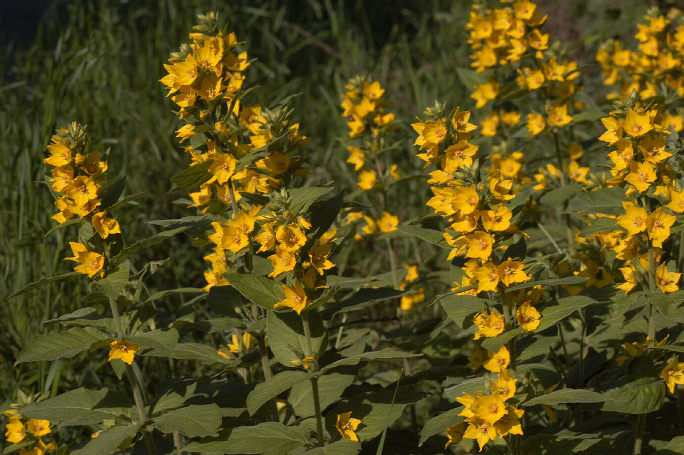 Image of Dotted Loosestrife