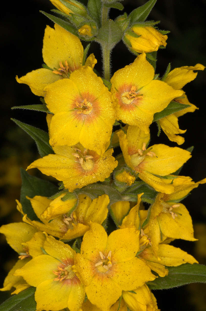 Image of Dotted Loosestrife