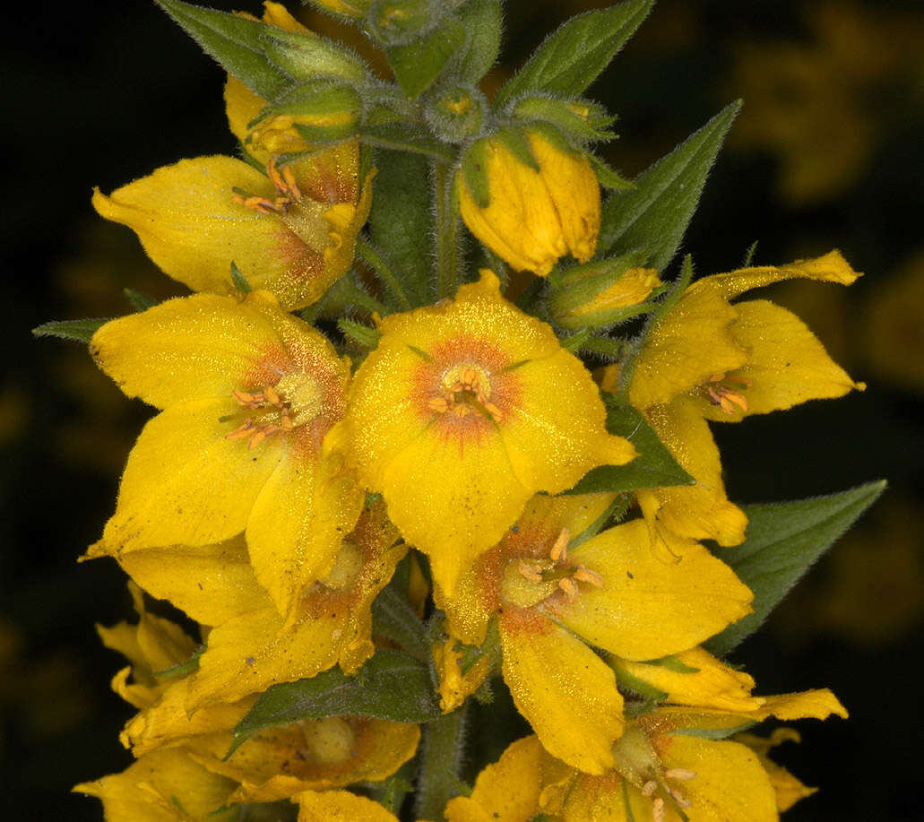 Image of Dotted Loosestrife