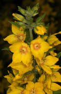 Слика од Lysimachia punctata L.