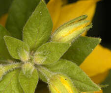 Image of Dotted Loosestrife