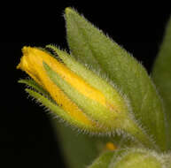 Image of Dotted Loosestrife