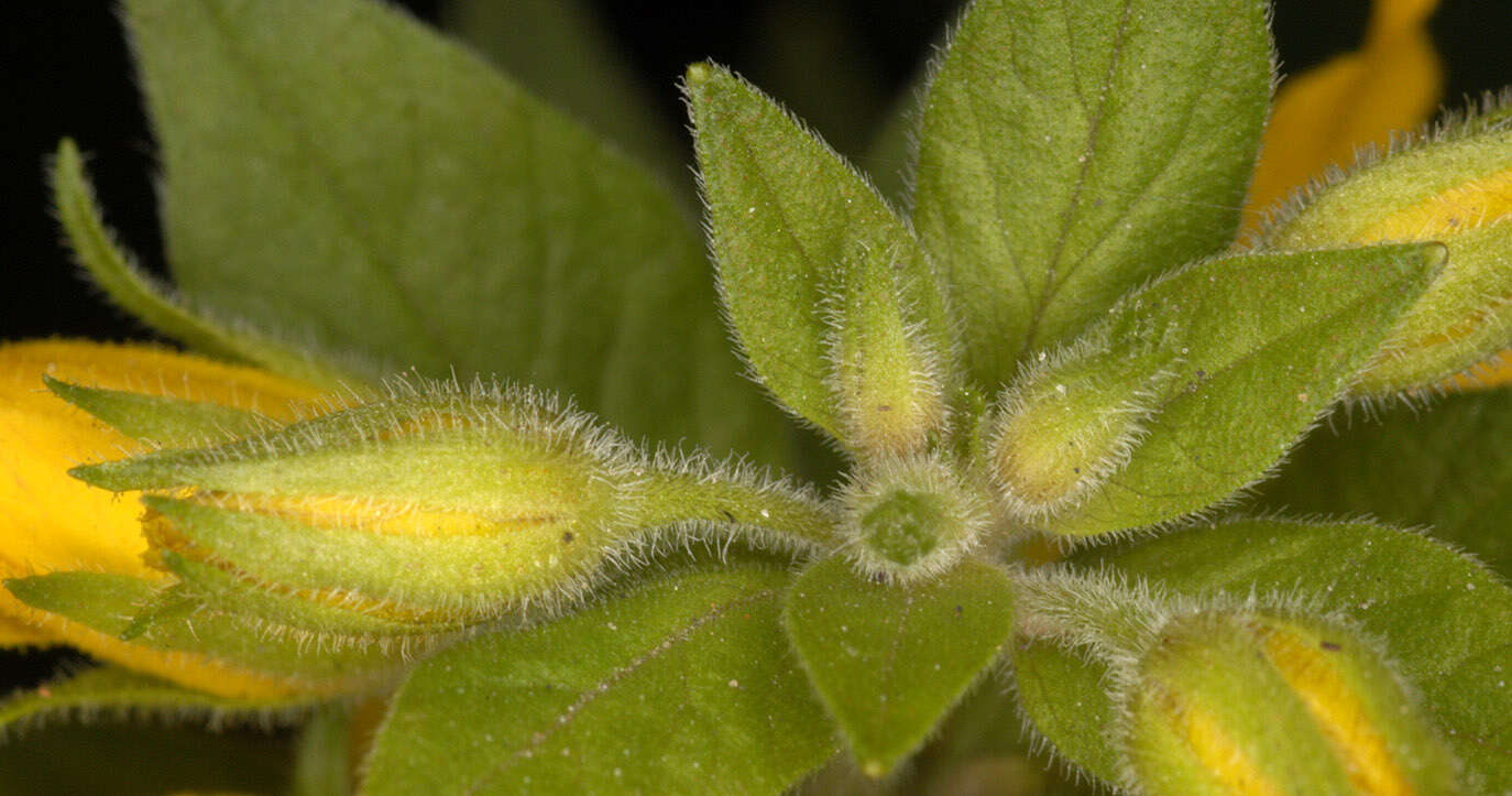 Image of Dotted Loosestrife