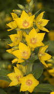 Image of Dotted Loosestrife