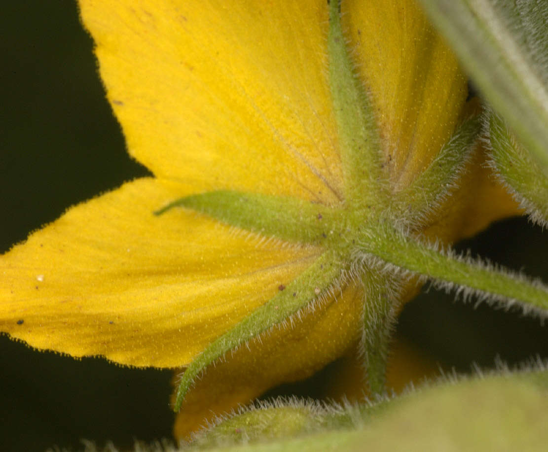 Image of Dotted Loosestrife