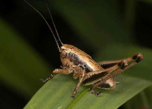 Image of dark bush-cricket