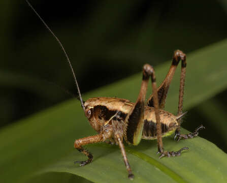 Image of dark bush-cricket