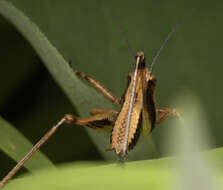 Image of dark bush-cricket