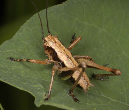 Image of dark bush-cricket