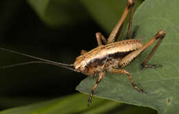 Image of dark bush-cricket