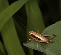 Image of dark bush-cricket