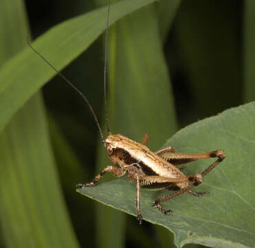 Image of dark bush-cricket