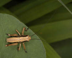 Image of dark bush-cricket