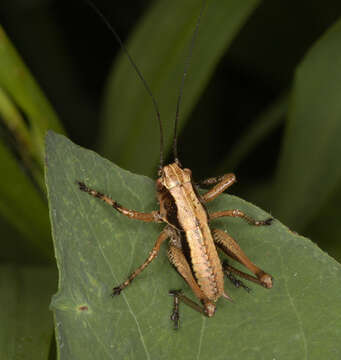 Image of dark bush-cricket