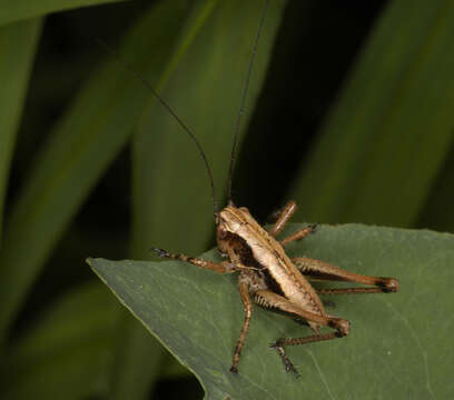 Image of dark bush-cricket