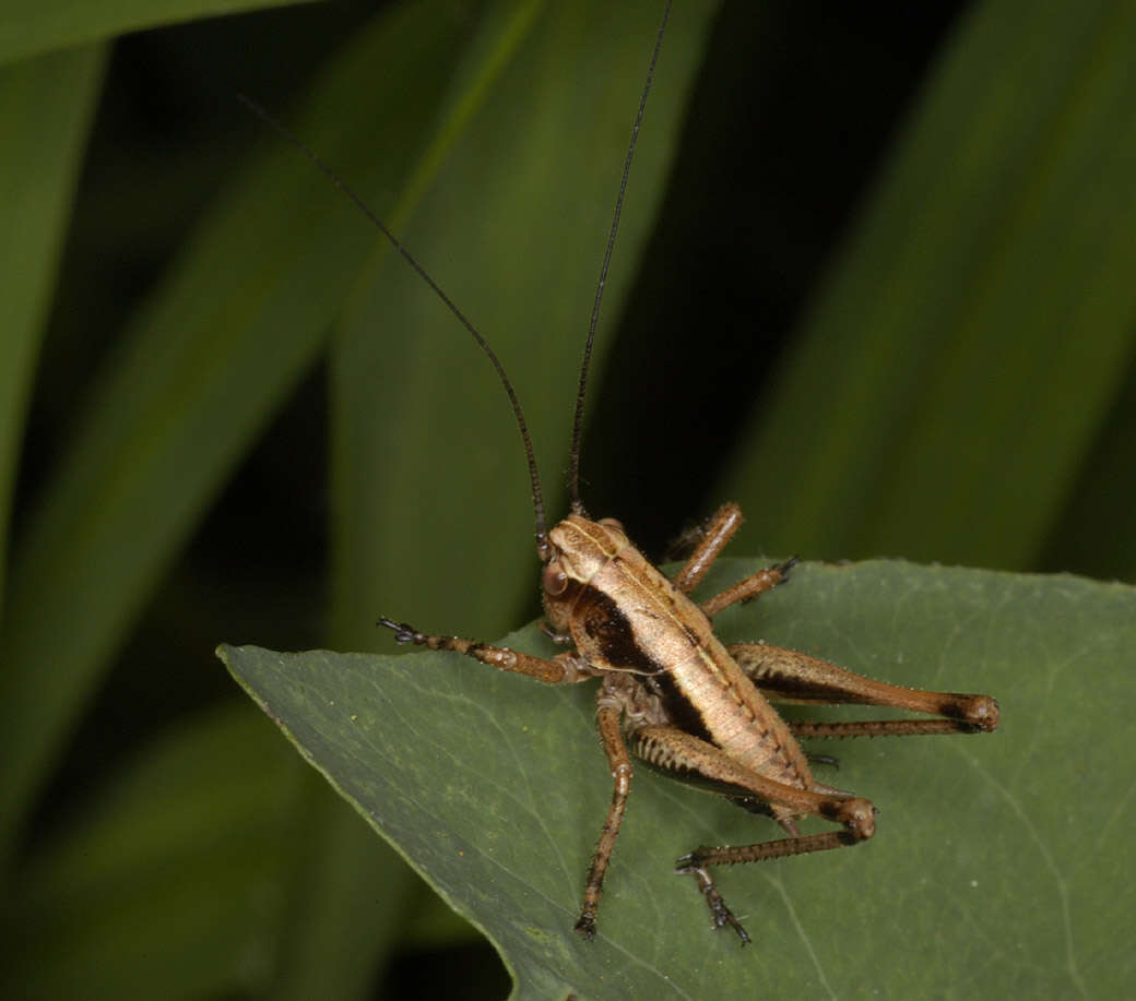 Image of dark bush-cricket