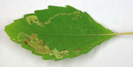 Image of Jewelweed Leafminer