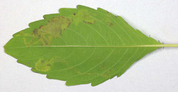 Image of Jewelweed Leafminer