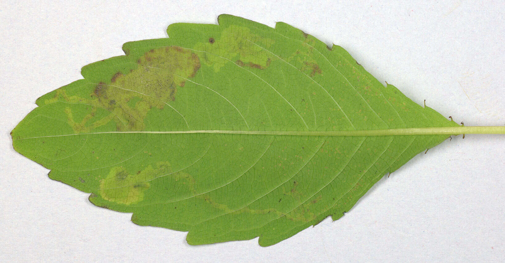 Image of Jewelweed Leafminer