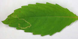 Image of Jewelweed Leafminer