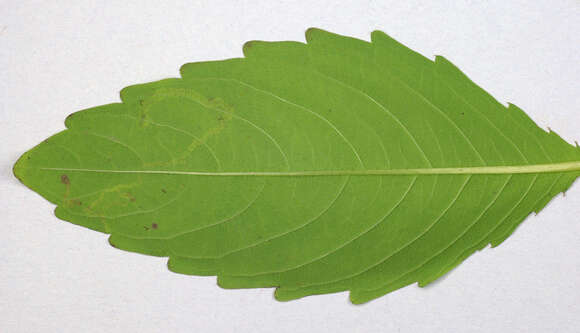 Image of Jewelweed Leafminer