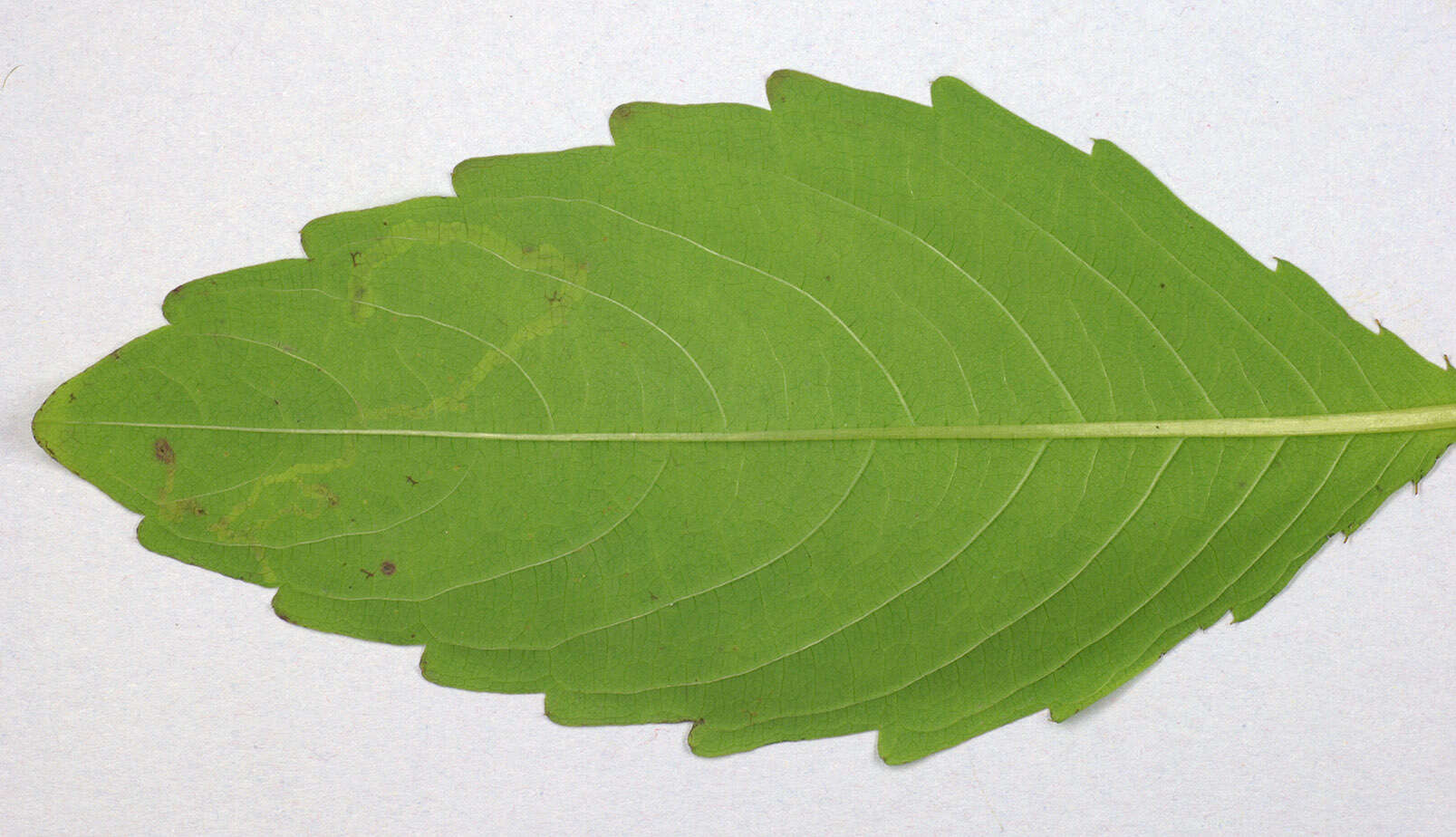 Image of Jewelweed Leafminer