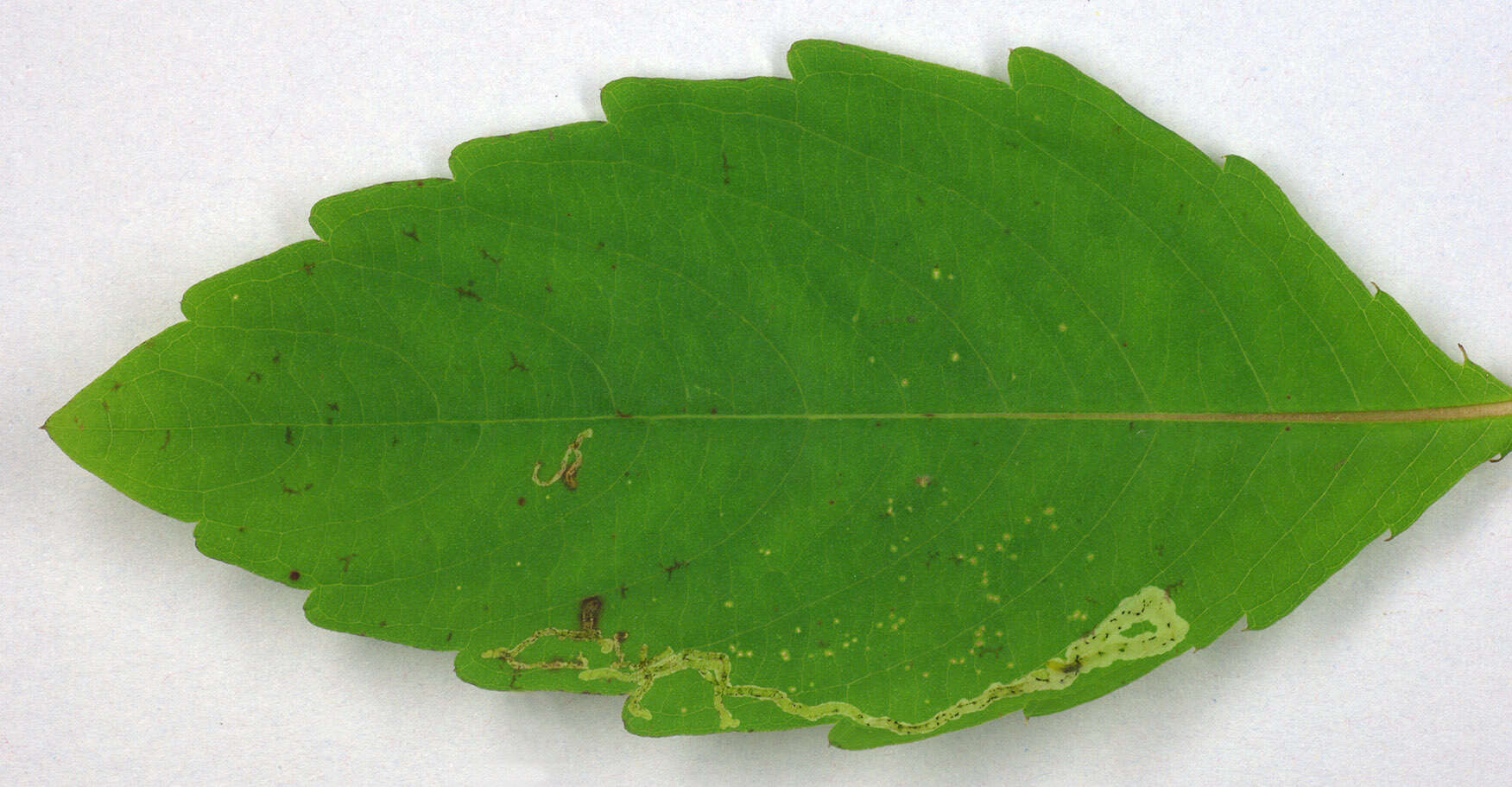 Image of Jewelweed Leafminer