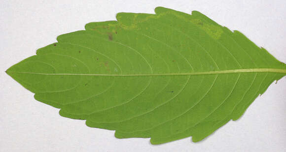 Image of Jewelweed Leafminer