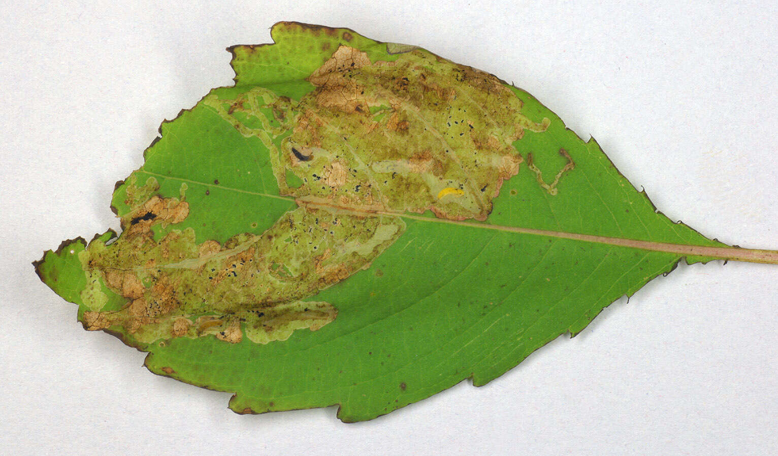 Image of Jewelweed Leafminer